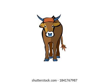 Front view of calf with small horns looking at the camera