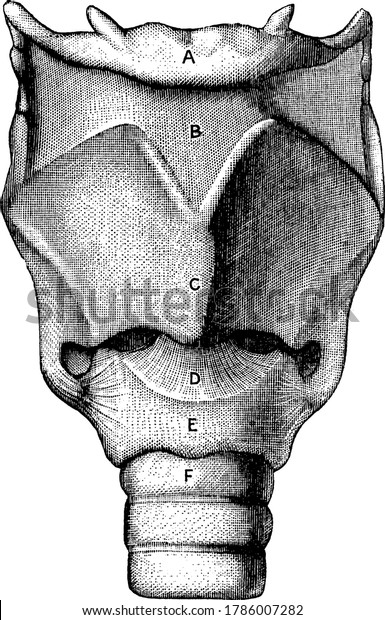 The front view of cartilages and ligaments of the\
Larynx, representing the parts, A, hyoid bone; B, membrane attached\
to hyoid bone and the shield-shaped cartilage below (thyroid); and\
other, vintage