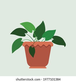 front view of clay pot for house plants isolated on grey tint background