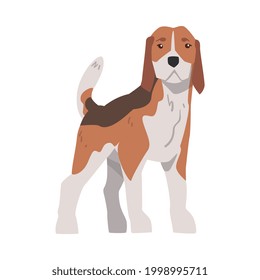 Front View of Cute Small Beagle Dog Pet Animal, Hunting Dog with Brown White Coat and Long Ears Beagle Cartoon Vector Illustration