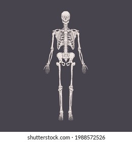 Front view of full-length human body skeleton with realistic bones, ribs, skull. People s anatomy drawn in retro style. Detailed handdrawn vector illustration of isolated x-ray person scan