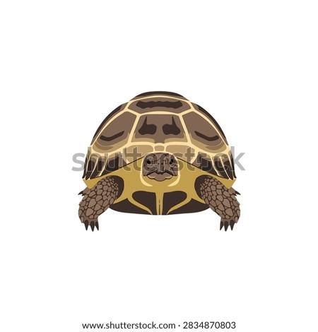 Front view illustration of a tortoise with detailed brown shell isolated on white background