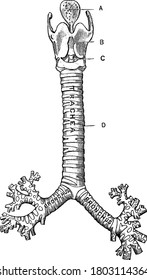 The front view of the Larynx, Trachea, with the parts represented, A, epiglottis; B, thyroid cartilage; C, cricothyroid membrane, connecting with the cricoid cartilage below, all forming the larynx;