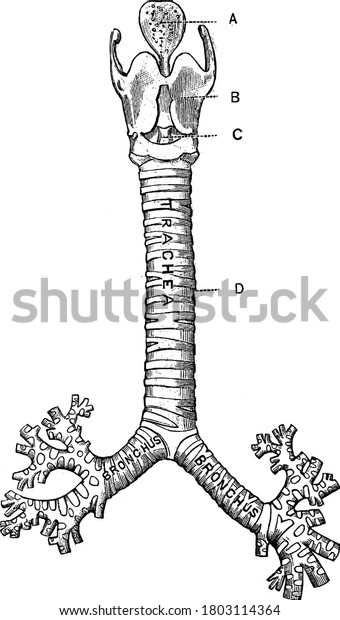 The front view of the Larynx, Trachea, with the\
parts represented, A, epiglottis; B, thyroid cartilage; C,\
cricothyroid membrane, connecting with the cricoid cartilage below,\
all forming the larynx;