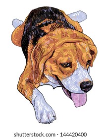 The front view of lying down beagle.