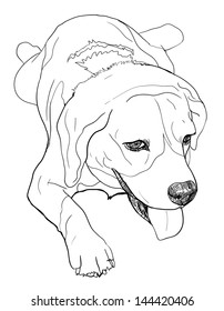 The front view of lying down beagle.