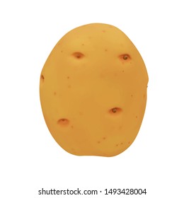 Front view of one yellow-brown cartoon potato with small dark sprouts isolated on white background. Vector illustration in 3d render style.