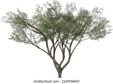 Front view of Plant ( Acacias 1) Tree png illustration vector	