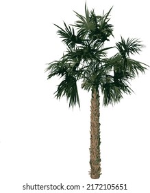 Front view of plant (Adolescent Palmetto Palm Tree 1) tree illustration vector	