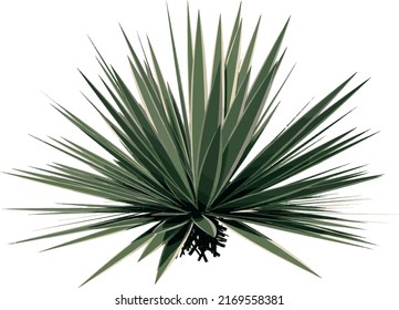 Front view of Plant (Agave) Tree png illustration vector	