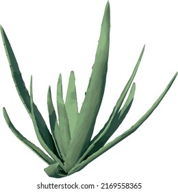 Front view of Plant (Aloe Vera) Tree png illustration vector	