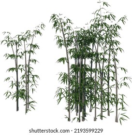 Front view of Plant (Bamboo 2) Tree illustration vector	