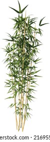 Front view of Plant (Bamboo 3) Tree png illustration vector	