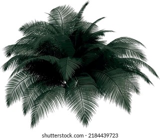 Front view of plant (Camedor Palm) tree illustration vector	