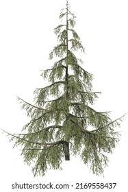 Front view of Plant (Chamaecyparis nootkatensis Weeping Alaskan Cedar - 1) Tree png illustration	