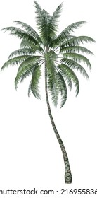 Front view of Plant ( Coconut Palm 1) Tree png illustration vector	