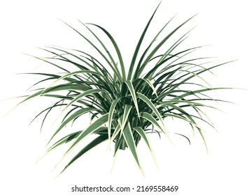 Front view of Plant (Dianella Tasmanica ) Tree png illustration vector	