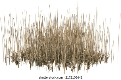 Front view of Plant ( Dry Grass Long Lawn 5) Tree illustration vector	