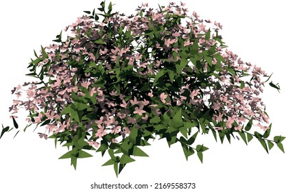 Front view of Plant Flower (Deutzia Yuki Cherry Blossom Deutzia 1) illustration vector	