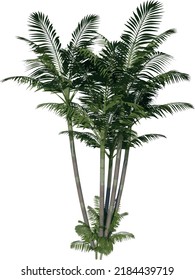 Front view of Plant (Generic Palm tree 2) Tree illustration vector	
