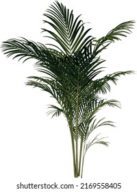 Front view Plant (Golden cane palm Dypsis lutescens 2) Flower Tree png illustration vector	