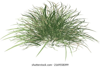 Front view of Plant (Grass 2) Tree png illustration vector