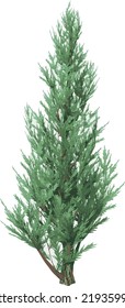 Vista frontal del vector de ilustración del árbol de la planta ( Juniper 1)	