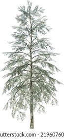 Front view of Plant ( Juniper ) Tree illustration vector