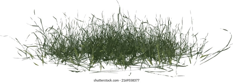 Front view of Plant ( Lawn Grass 1) Tree png illustration vector	