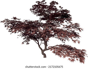 Front view of Plant (Mature Japanese Maple 1) Tree illustration vector	