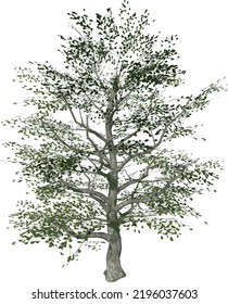 Front view of Plant (Oak ) Tree illustration vector