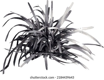 Front view of Plant (Ophiopogon planiscapus Black mondo grass 1) Tree illustration vector	
