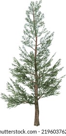Front view of Plant (Pinus Pine ) Tree illustration vector