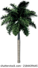 Front view of Plant (Roystonea regia Florida royal palm 1) Tree illustration vector	
