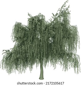 Vorderansicht von Pflanzen (Salix babylonica Weeping willow 2) Baumgrafik, Vektorgrafik	