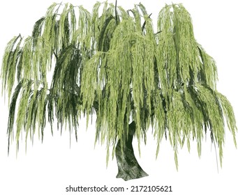 Front view of Plant (Salix babylonica Weeping willow 1) Tree illustration vector	