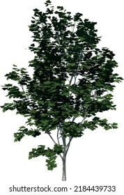 Front view of Plant (Silver Maple Acer saccharinum 1) Tree illustration vector	
