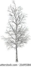 Front view of Plant (Snowy Tree Winter 13) Tree png illustration vector	