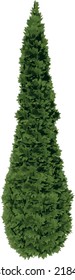 Front view of Plant (Thuja occidentalis North Pole Thuja American Arborvitae 1) Tree illustration vector	
