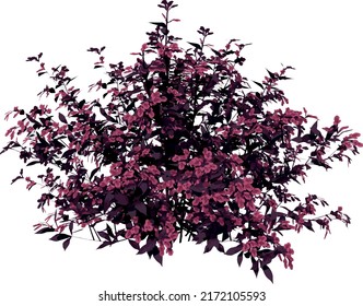 Front view of Plant (Weigela florida Bokraspiwi Spilled Wine Weigela- 1) Tree illustration vector	