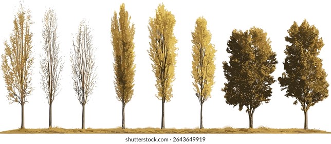 Front view Populus cathayana and Populus nigra black poplar street trees isolated cutout, urban environment, tree planting design, vector illustration, ecological urban forest.