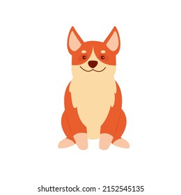 Front view of sitting corgi puppy. Funny cute dog friend, domestic family dog vector illustration