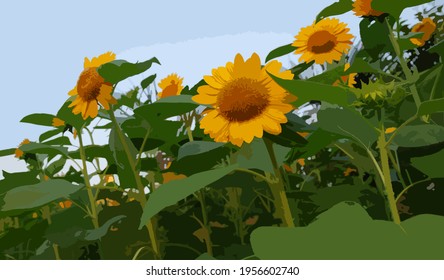 Front view sunflower at 5.30 pm in wonderful day (Vector illustration) 