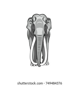 Front view Thai Elephant Big ivory Illustrator on White Background 