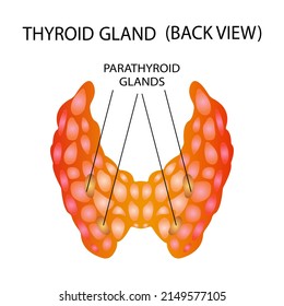 Vista frontal de la glándula tiroidea sobre un fondo blanco. Icono de anatomía de órganos humanos. Signo del diagrama tiroideo. Concepto médico. Ilustración vectorial aislada