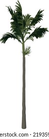 Vector de ilustración de árbol de visión frontal (Palm de palmera de palmera de Alexander adolescente 2)	