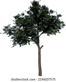 Front View tree ( Adoleszierender Kiefernbaum 1 ), Vektorgrafik