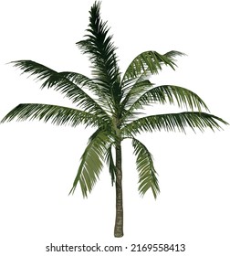 Front view tree (Adolescent Coconut Tree Palm 2) illustration vector	