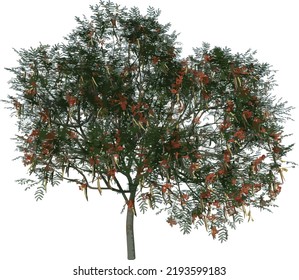 Front view tree (Adolescent Flamboyant 1) illustration vector	