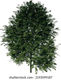 Front view tree (adolescent Real Maple 3) illustration vector	